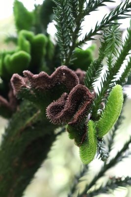 Cryptomeria japonica 'Cristata' - kryptomerie japonská